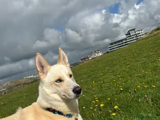 Mixed Breed dogs Beautiful 4year old dog for sale - Advert 3