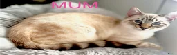 Mixed Breed cats for sale: Stunning Bengal Cross Ragdoll Kittens in Wickford - Advert 12