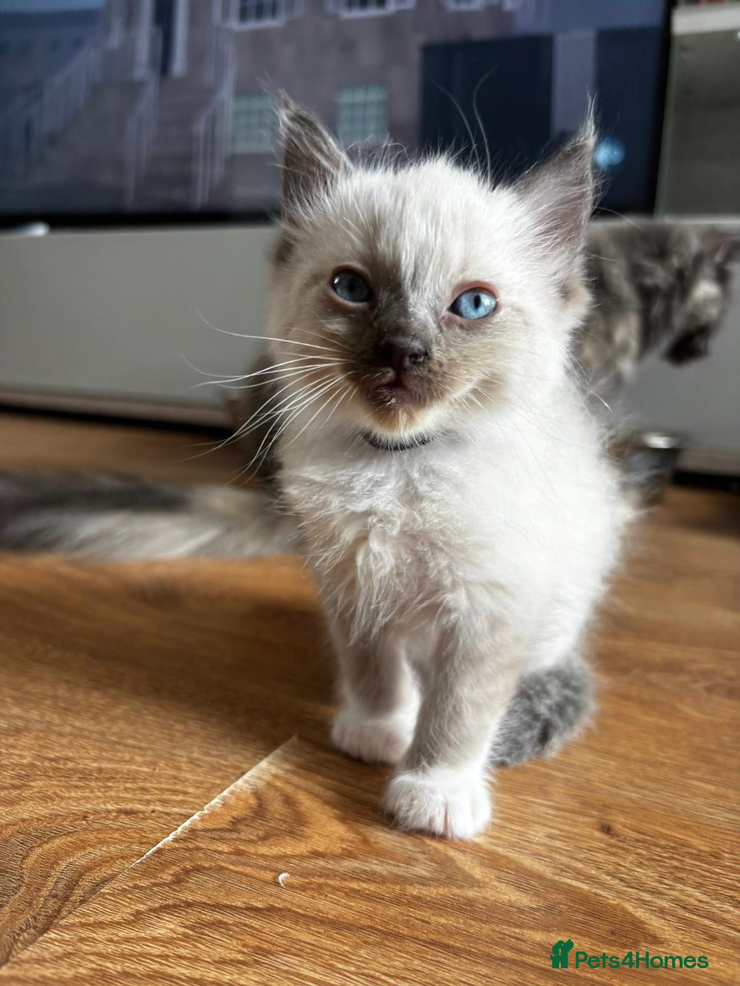 Ragdoll cats for sale: 6 gorgeous fluffy ragdoll kittens  - Image 14