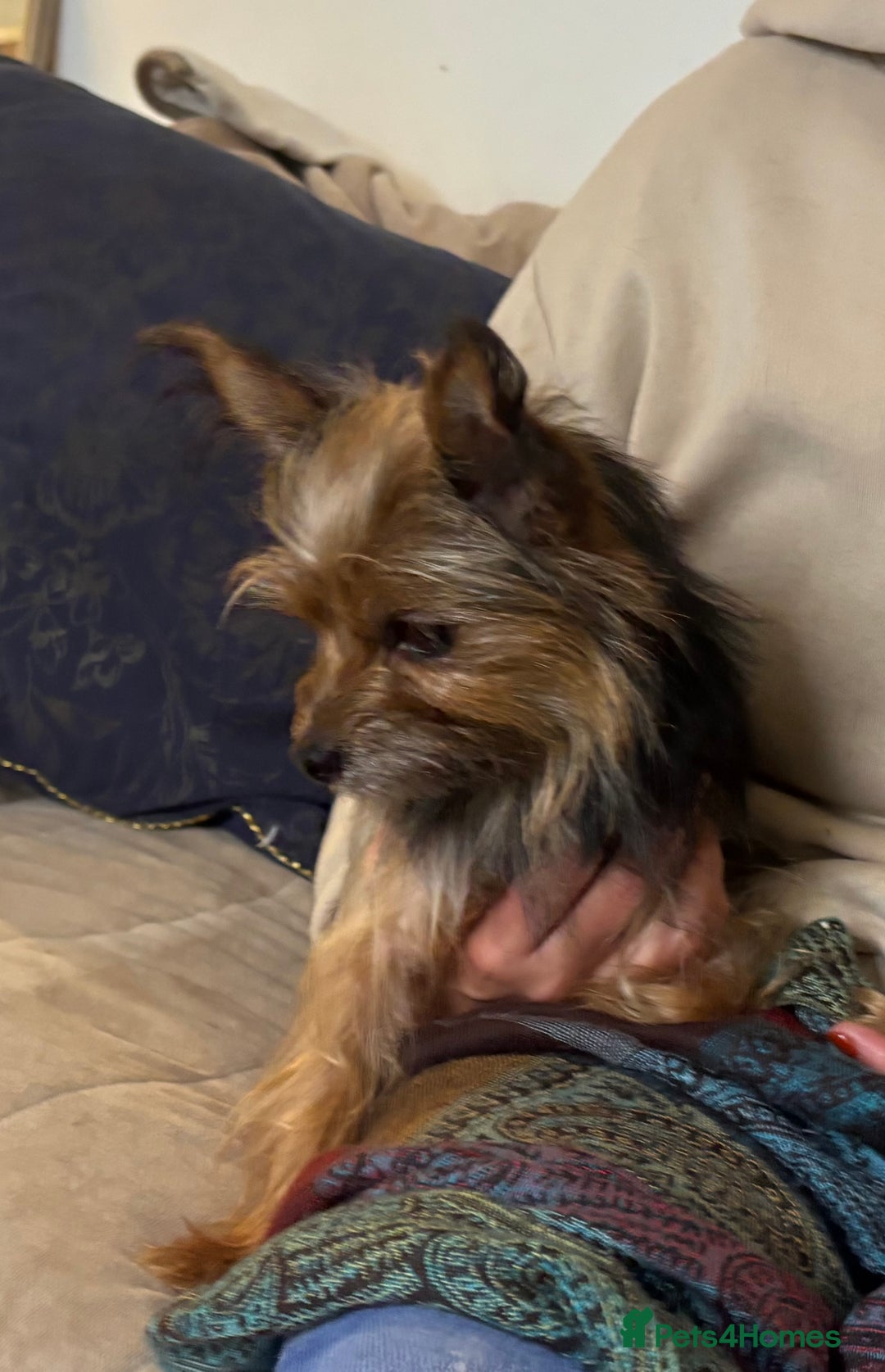 Yorkshire Terrier dogs for sale: ♥️ 2 Yorkshire Terrier girls ♥️  - Image 9
