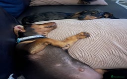Miniature Dachshund dogs for sale: Chocolate & Tan Girl - Image 9