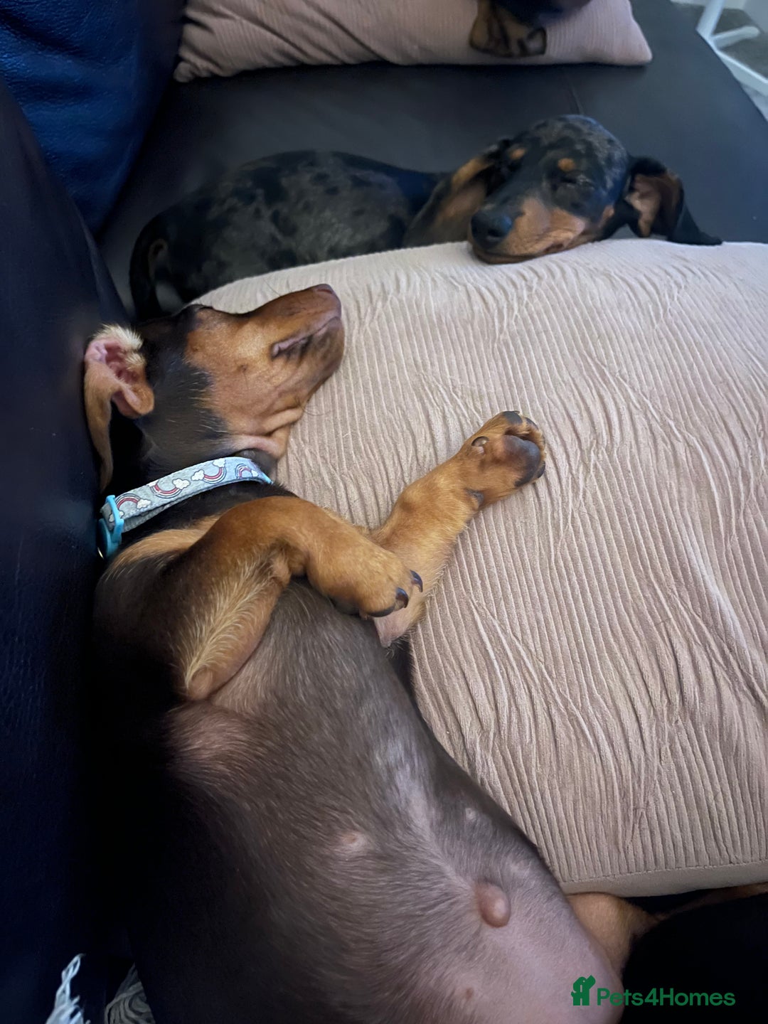 Miniature Dachshund dogs for sale: Chocolate & Tan Girl - Image 9