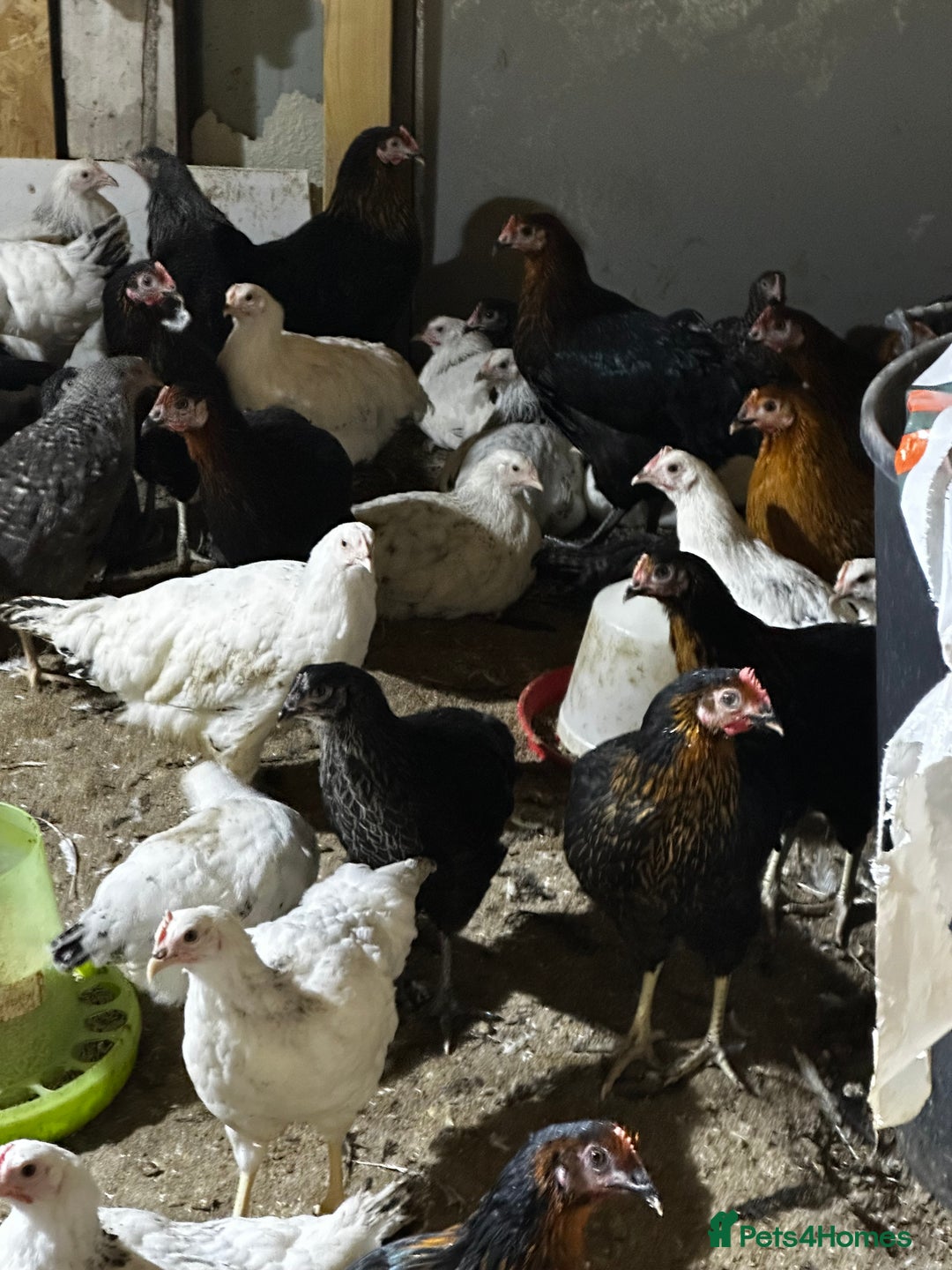 Chickens poultry for sale: Point of lay  - Image 1