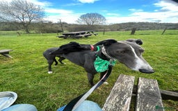 Greyhound dogs for adoption: Greyhounds ready for adoption  in Bridgnorth - Image 10