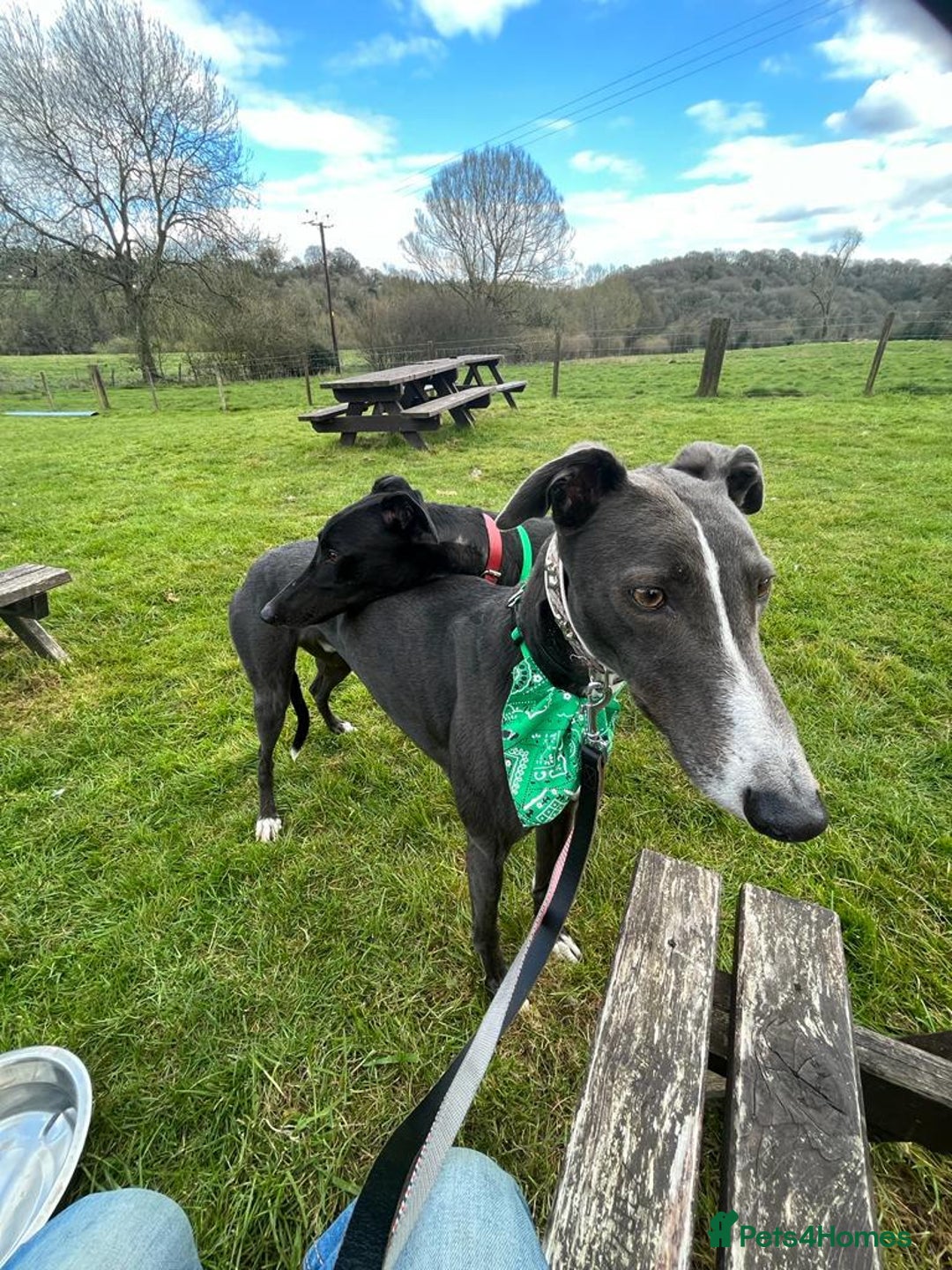 Greyhound dogs for adoption: Greyhounds ready for adoption  in Bridgnorth - Image 10