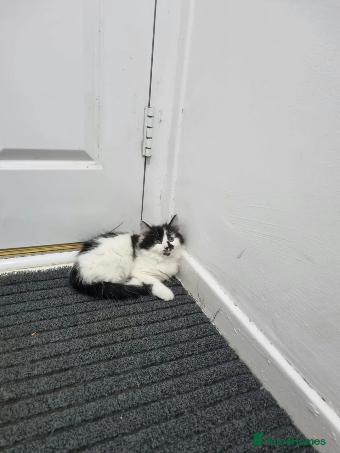 Mixed Breed cats for sale: Kitten for sale - Advert 6