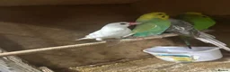 Budgerigars birds for sale: Budgies in West Bromwich - Advert 3
