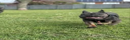 French Bulldog dogs for sale: Beautiful Frenchie Seeking Her Forever Sofa - Advert 3