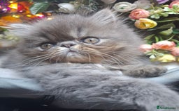 Persian cats for sale: Two beautiful boy kittens  - Image 18