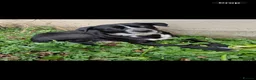 Mixed Breed dogs for stud: Frank  in Burgess Hill - Advert 18