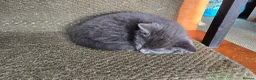 Mixed Breed cats for sale: Gorgeous kittens ready now. - Advert 4