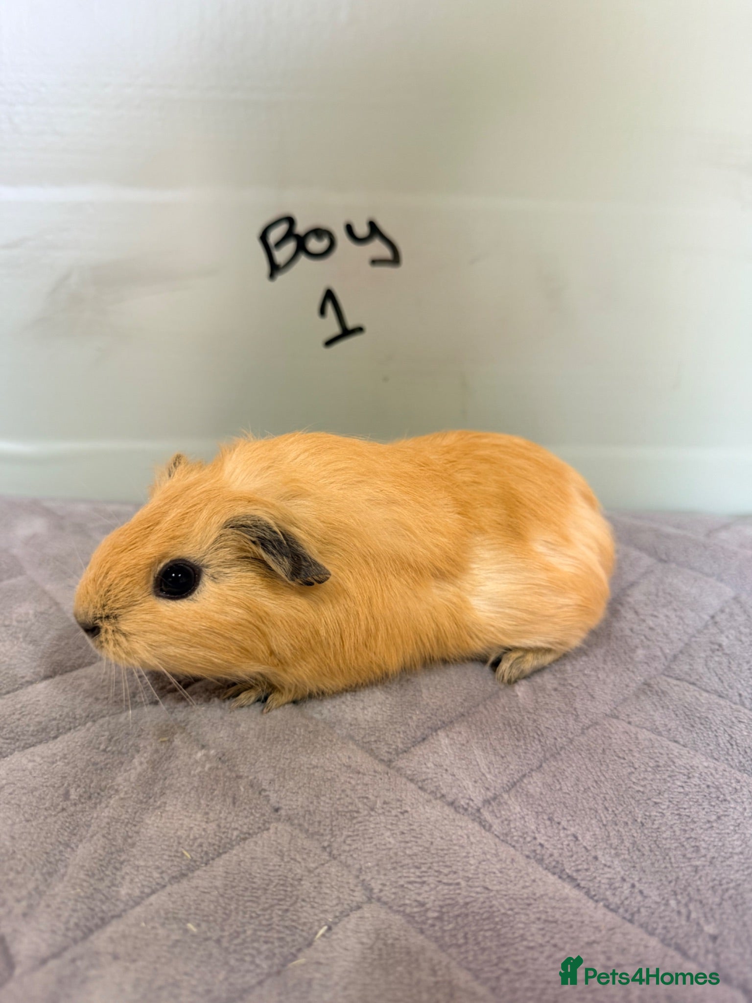 Guinea Pig rodents Guinea pigs for sale  - Advert 17
