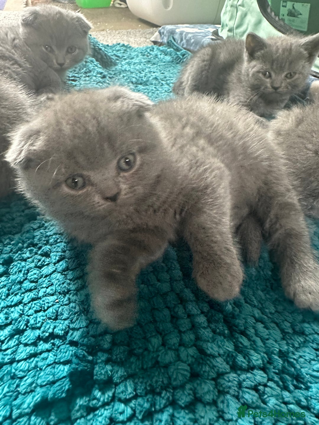 Scottish Fold cats for sale: Beautiful Scottish folds and straights kittens🎀 - Image 5