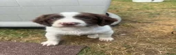 English Springer Spaniel dogs for sale: 2 male spaniel pups - Advert 8