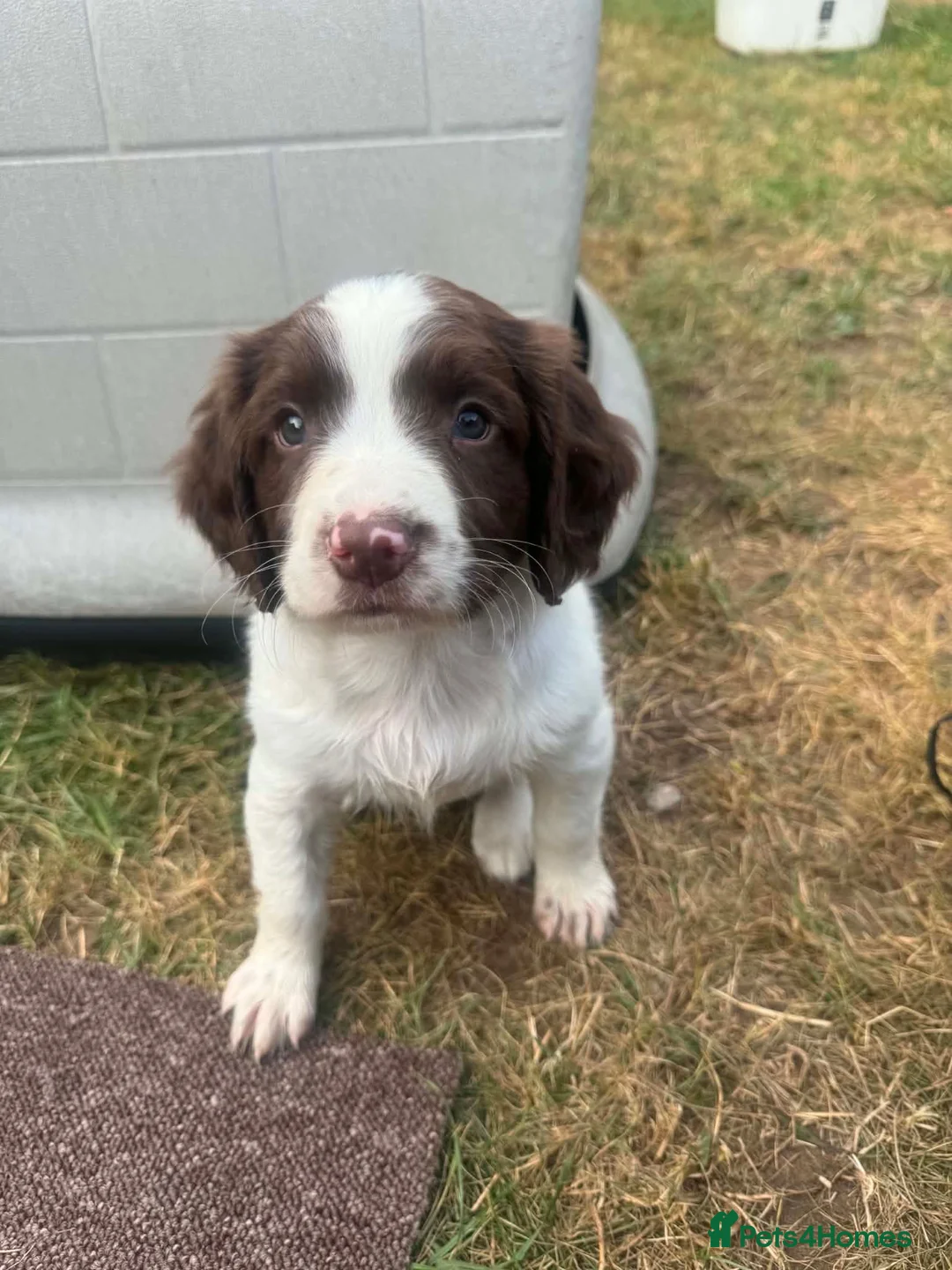 English Springer Spaniel dogs for sale: 2 male spaniel pups - Advert 8