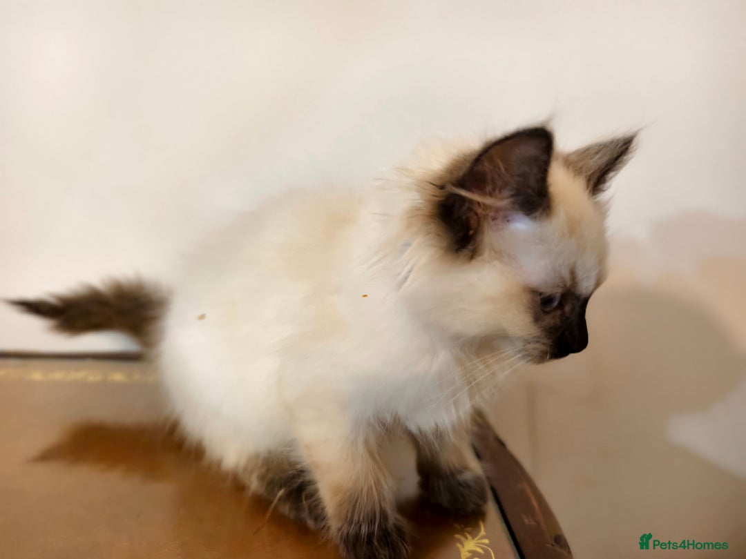 Ragdoll cats for sale: Beautiful Ragdoll Kittens Ready for Sale! - Advert 11