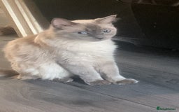 Ragdoll cats for sale: 3 fluff balls left  - Image 2