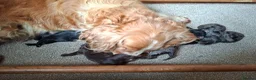 Cockapoo dogs for sale: F1 Cockapoo Pups  - Advert 23