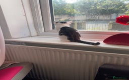 Peterbald cats for sale: Cookie - Image 2