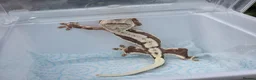 Gecko reptiles for sale: Crested geckos  - Advert 18
