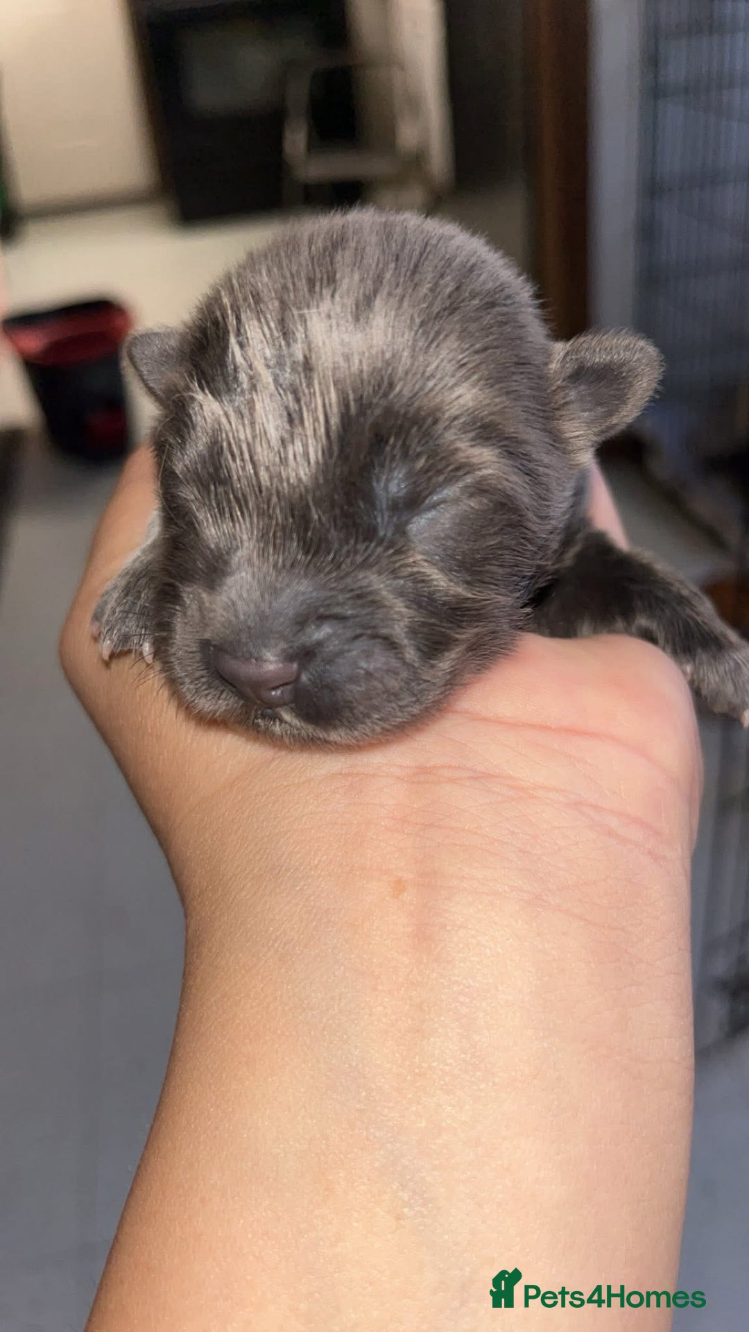 Chow Chow dogs for sale: Chow Puppies – Cream, Grey & Merle Available - Advert 3