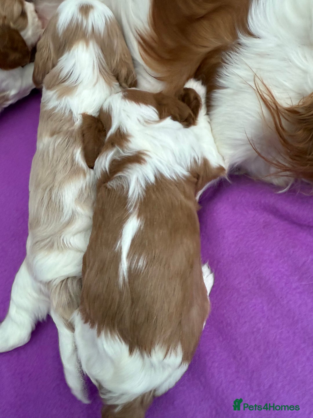 Cavalier King Charles Spaniel dogs for sale: Adorable Cavalier King Charles Spaniel  - Advert 12