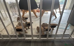 Pug dogs for sale: 🐾 Adorable Pug Puppies for Sale – £700 Each 🐾 - Image 1
