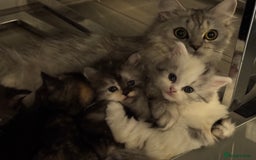 Persian cats for sale: Persian kittens  - Image 30