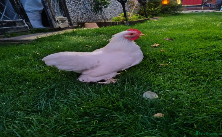 Chickens poultry - Advert 7
