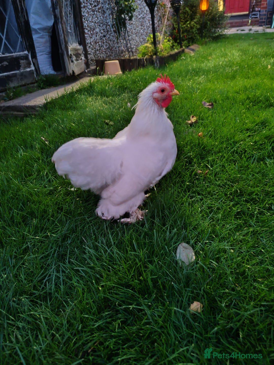 Chickens poultry for sale: Pekin Bantam - Image 1