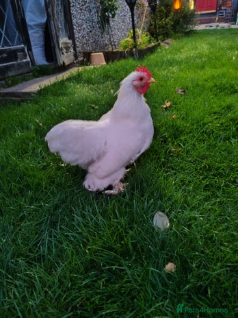 Chickens poultry - Advert 10