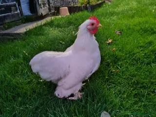 Chickens poultry Pekin Bantam - Advert 1