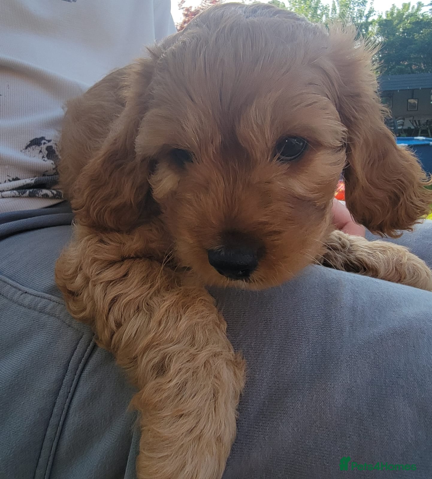 Cavapoo dogs F1 Cavapoo - Advert 1