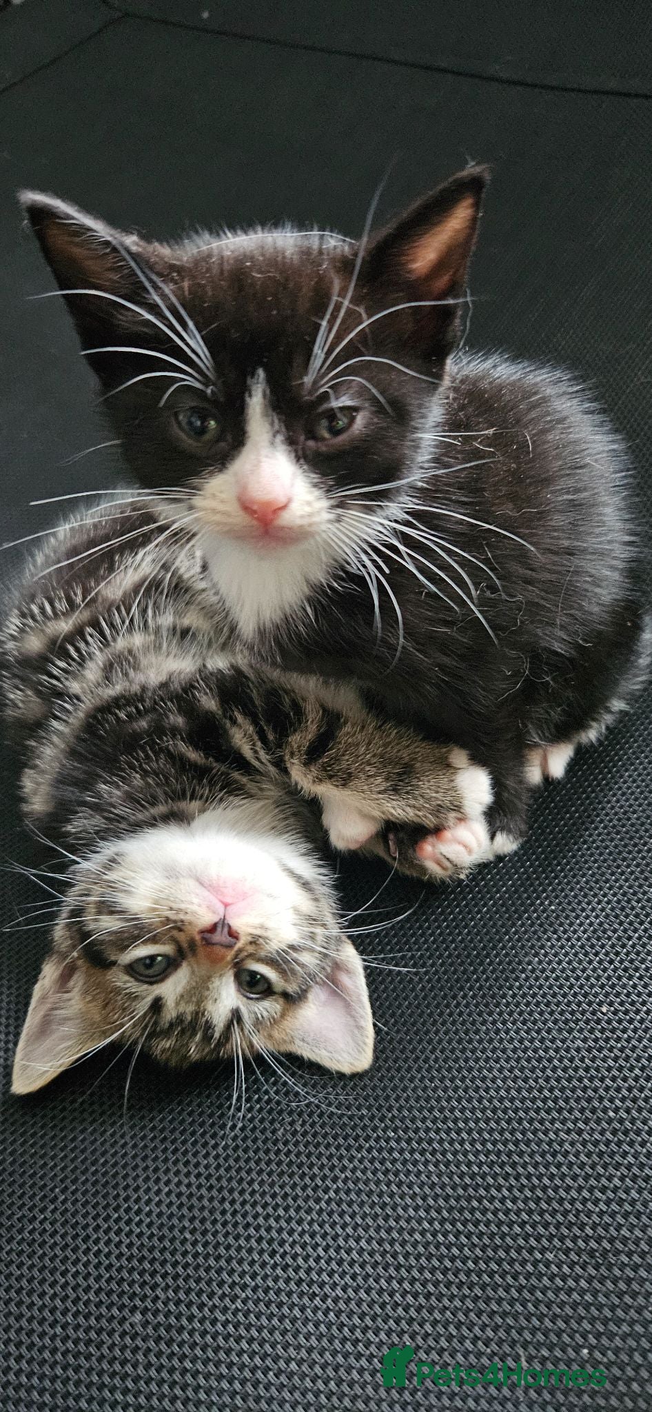 Mixed Breed cats Kitten ready for their forever homes  - Advert 4
