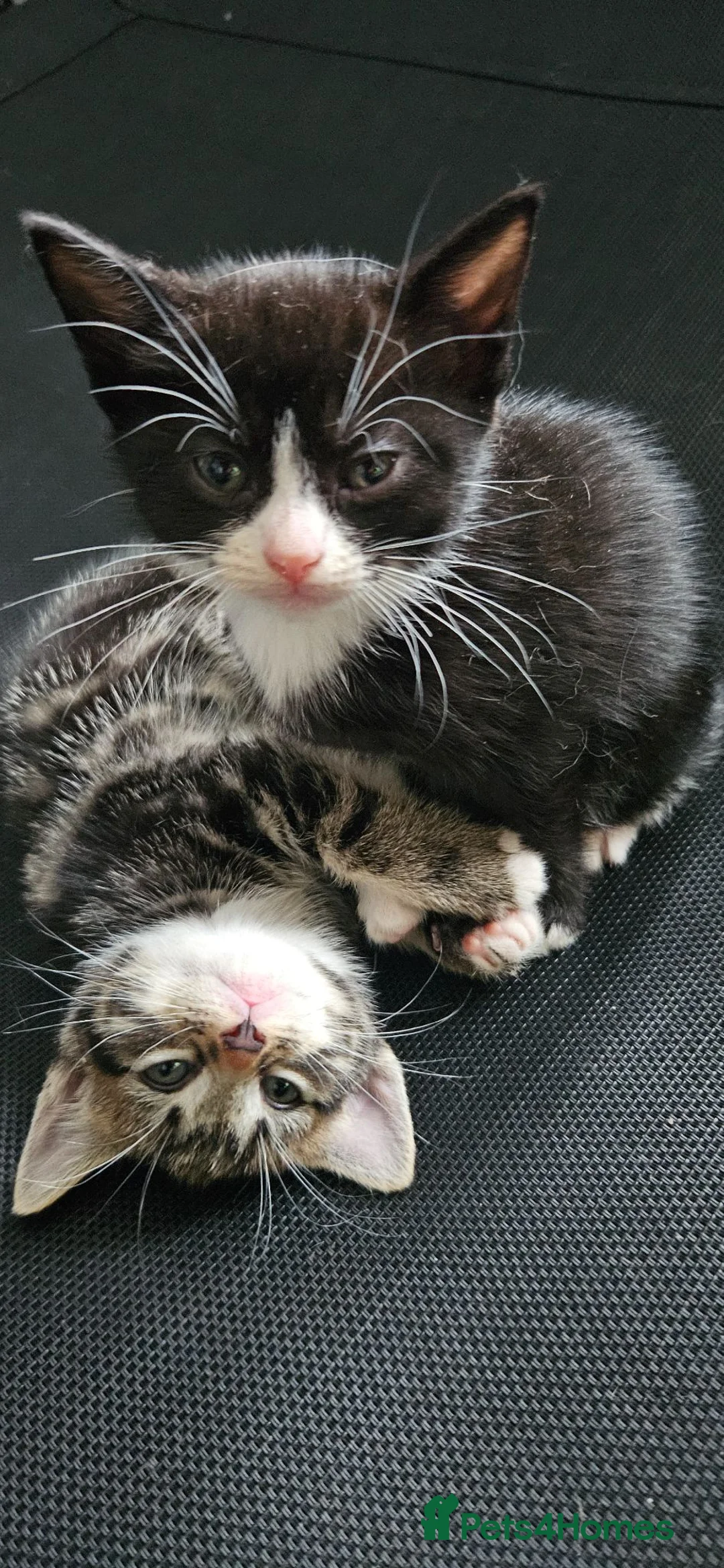 Mixed Breed cats for sale: Kitten ready for their forever homes  - Advert 1