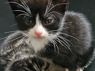 Mixed Breed cats Kitten ready for their forever homes - Advert 4