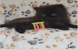 Persian cats for sale: Stunning Persian kittens ready 21st August - Image 4