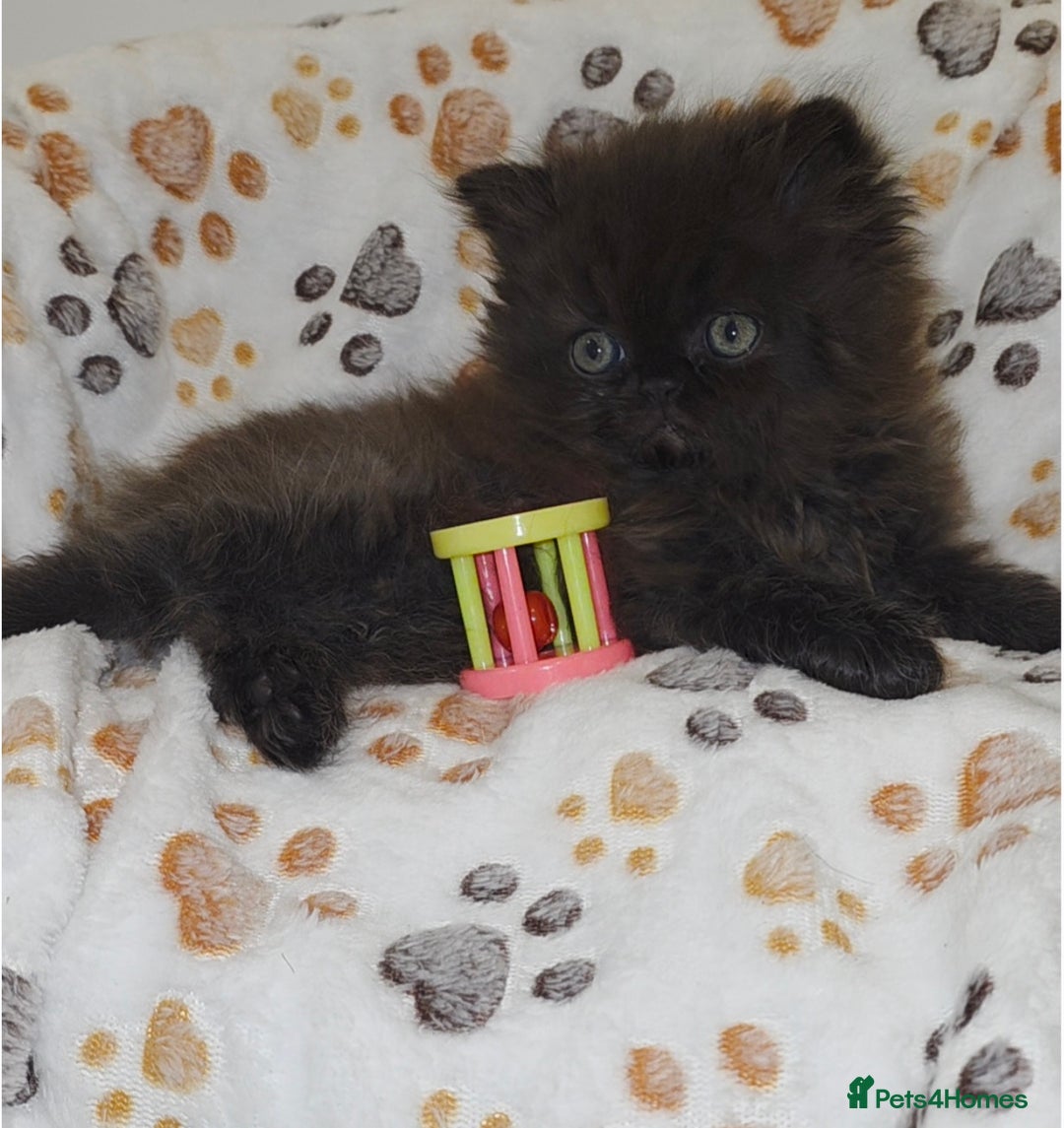 Persian cats for sale: Stunning Persian kittens ready 21st August - Image 4