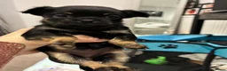 Mixed Breed dogs for sale: griffon cross Chihuahua puppies in Darlington - Advert 5