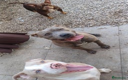 Mixed Breed dogs for sale: Staffy x American bulldog puppies - Image 5