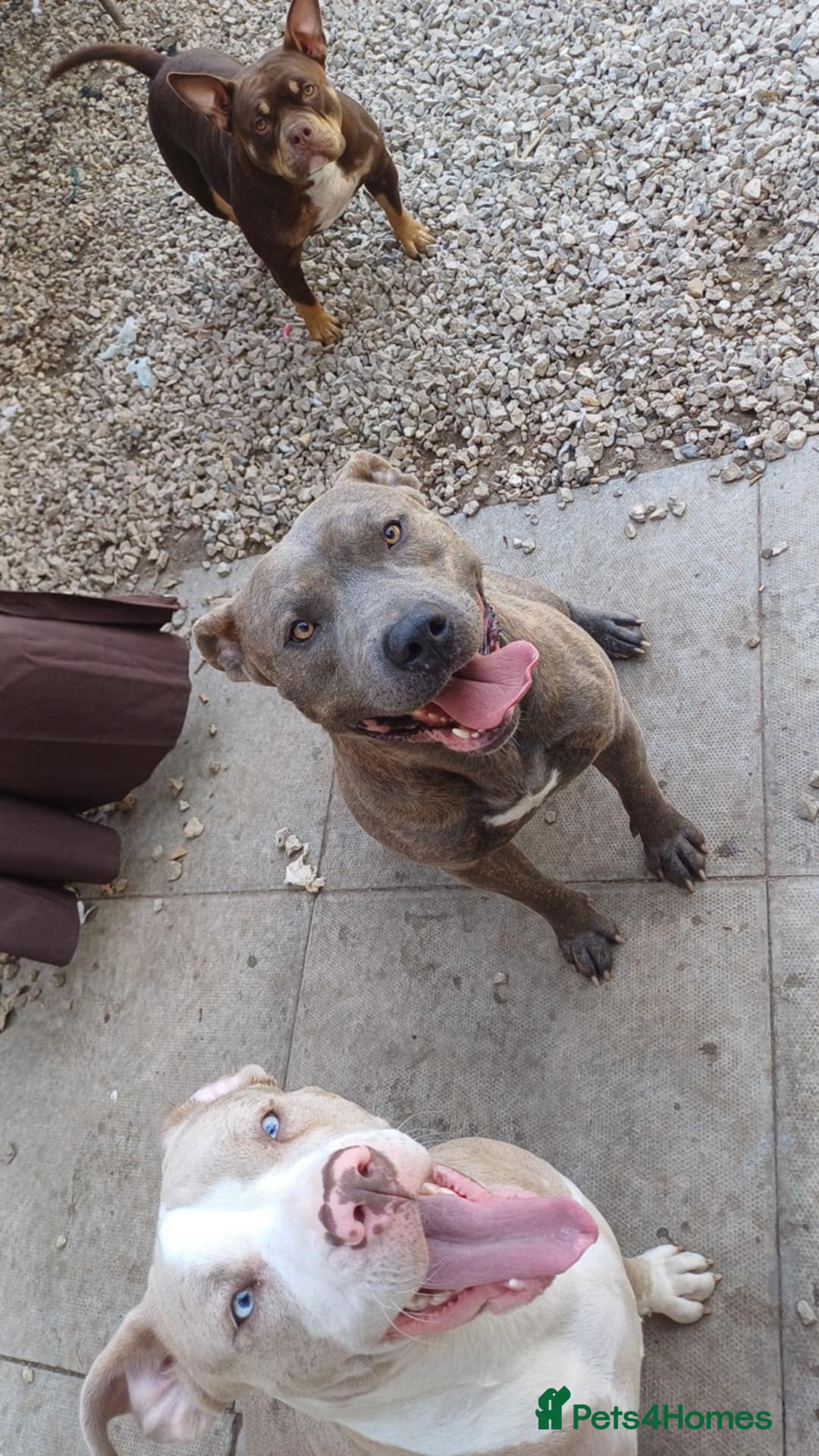 Mixed Breed dogs for sale: Staffy x American bulldog puppies - Image 5
