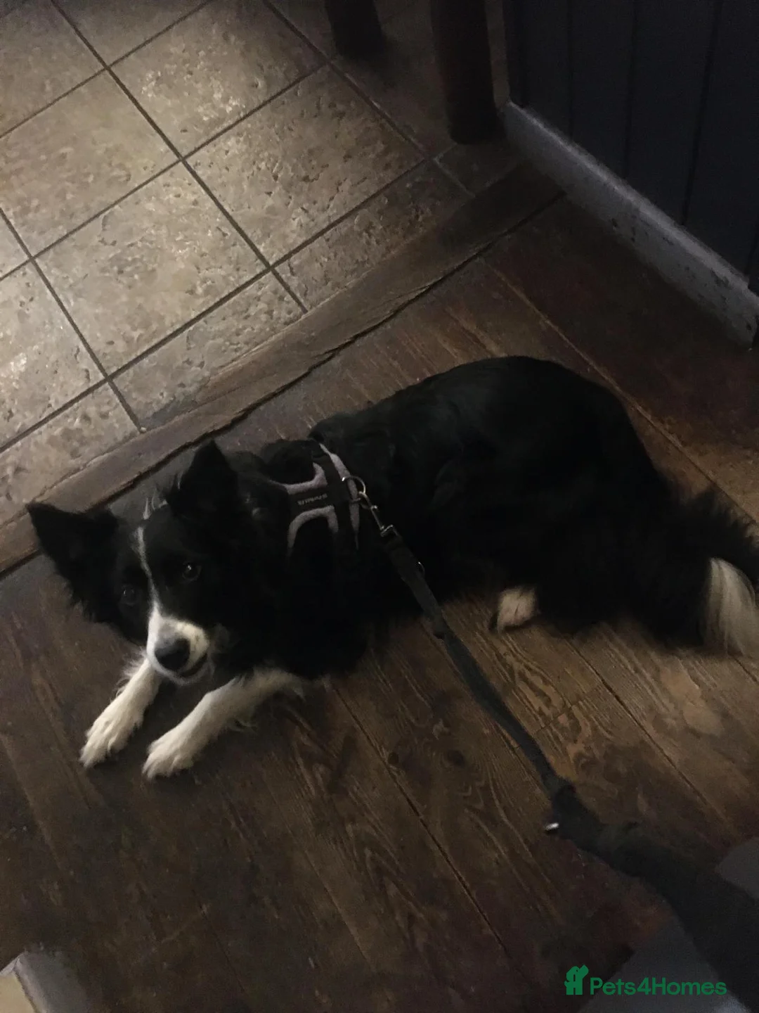 Border Collie dogs for adoption: Reyna  in ELY - Advert 10