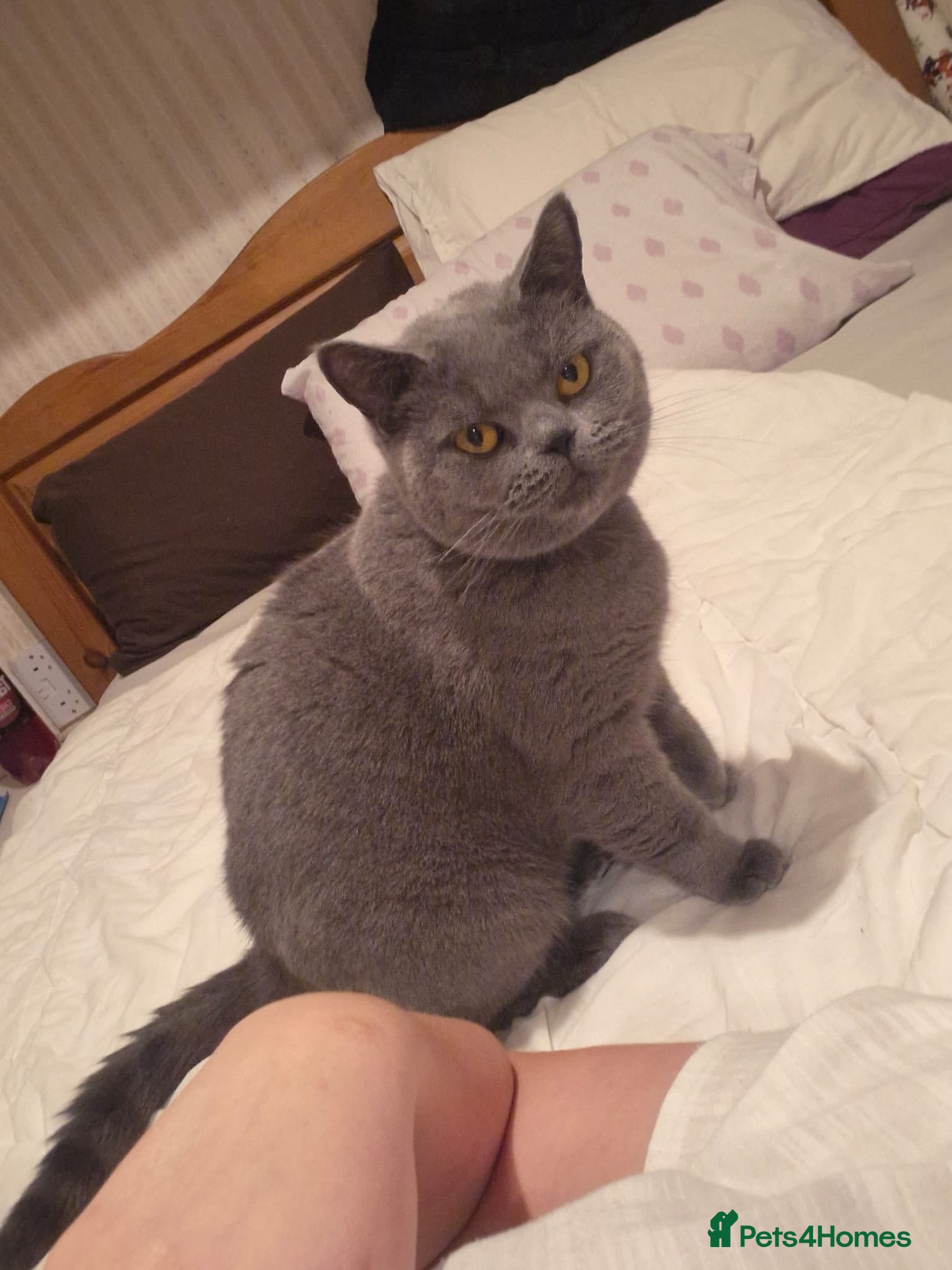 British Shorthair cats Beautiful British blue girl - Advert 1