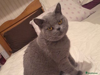 British Shorthair cats Beautiful British blue girl - Advert 1