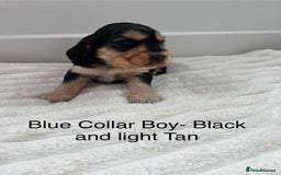 Cocker Spaniel dogs for sale: Beautiful Cocker Spaniel Puppies  - Image 2