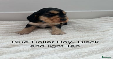 Cocker Spaniel dogs - Advert 11