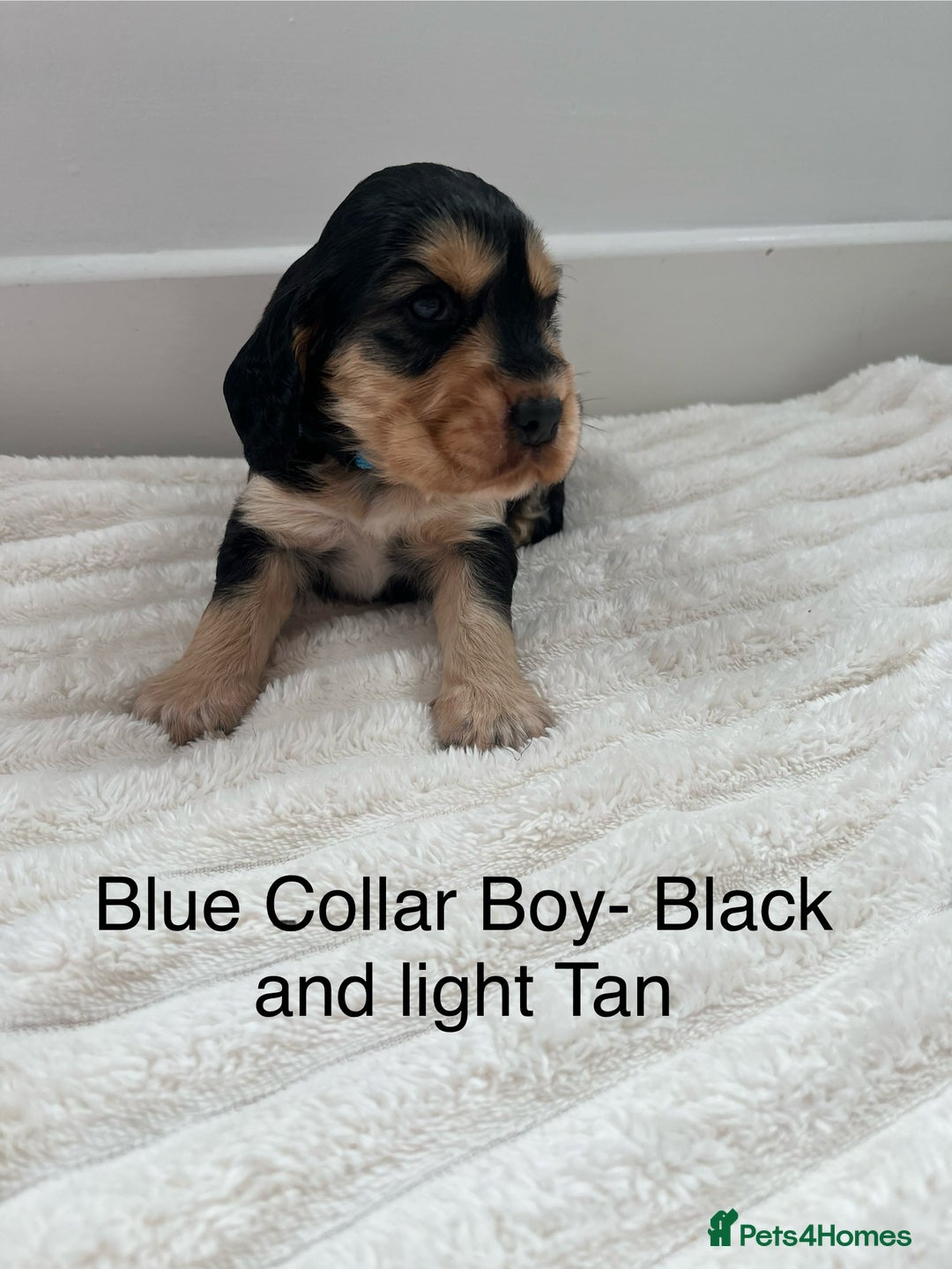 Cocker Spaniel dogs for sale: Beautiful Cocker Spaniel Puppies  - Image 2