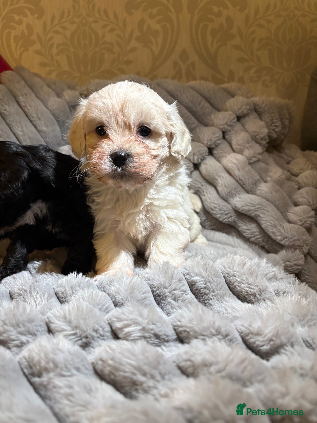 Shihpoo dogs for sale: Shihpoos for sale   - Advert 17