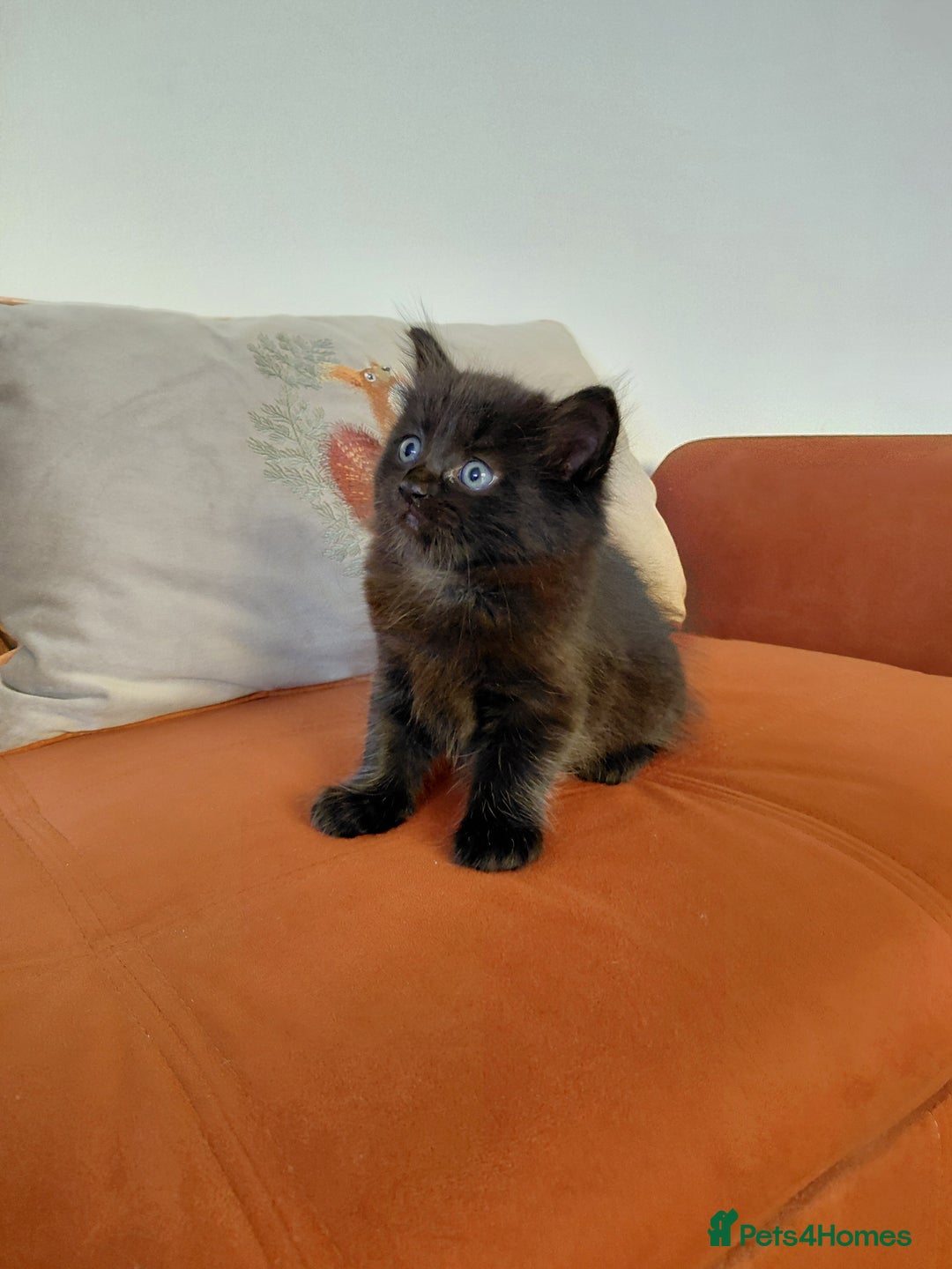 Mixed Breed cats for sale: Adorable mixed x russian blue x ragdoll - Advert 16