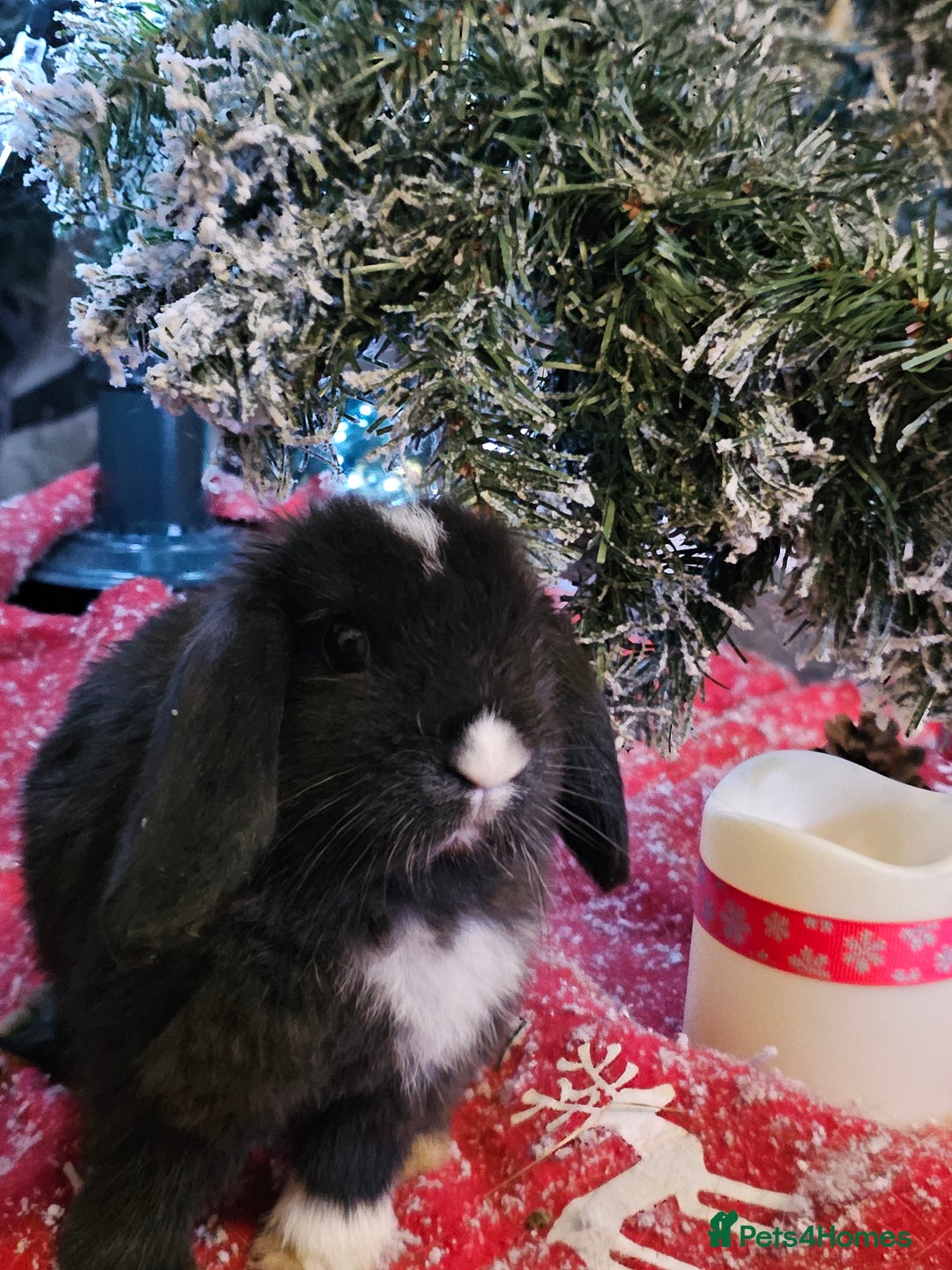 Mini Lop rabbits for sale: Mini lops - Advert 2